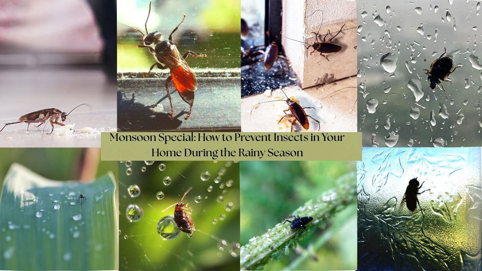 The Most Common Monsoon Pests and How to Prevent Them