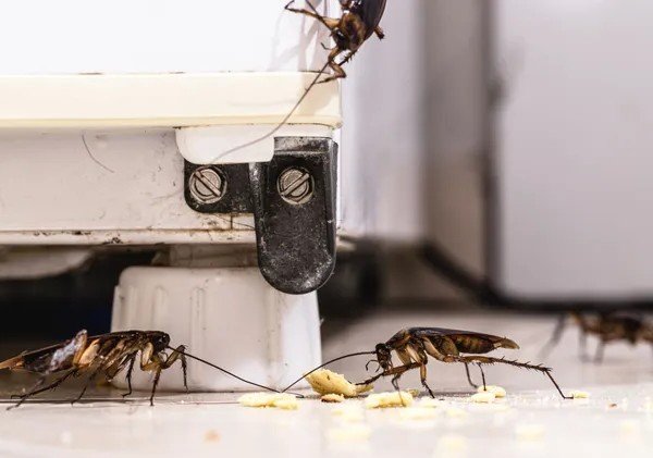Why Cockroach Infestations Increase During Monsoon in India