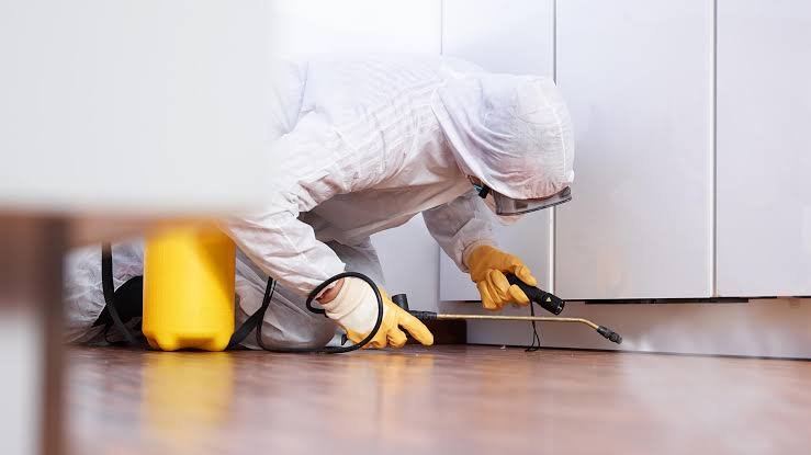 The Real Cost of Ignoring a Pest Problem