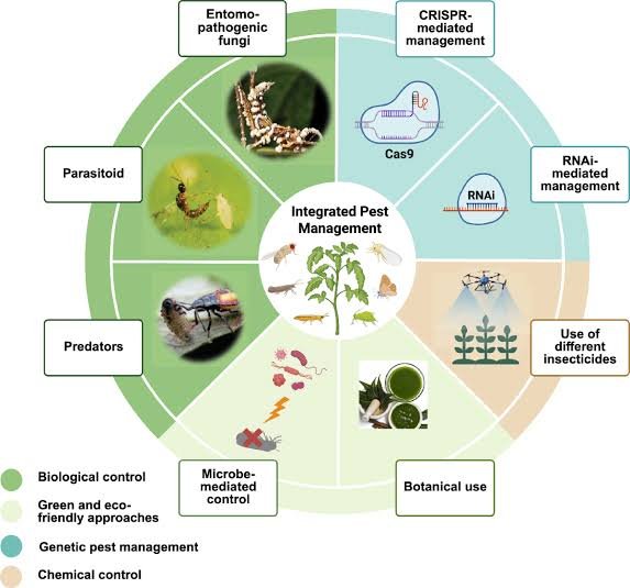 Seasonal Pest Calendar for Indian Homes
