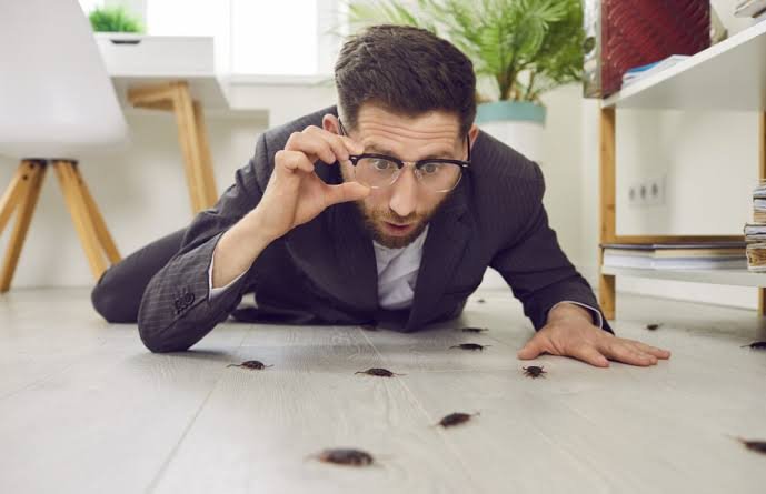 Why Clean Homes Still Get Pest Infestations