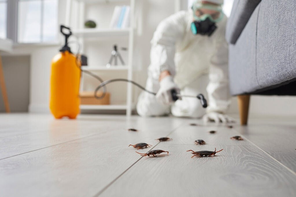 Why Kitchen Pests Return Again and Again