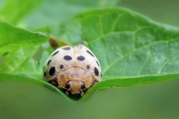 pest-control-image