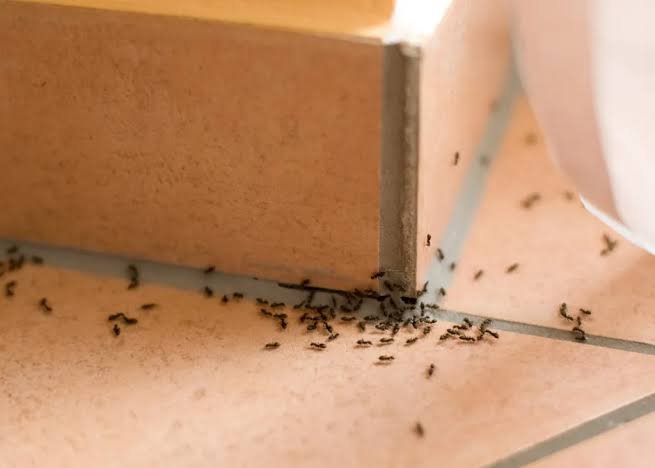 how-long-does-pest-control-treatment-actually-last