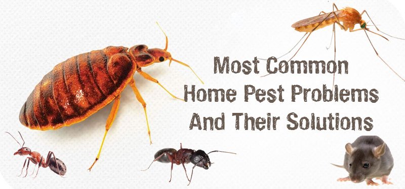 top-pest-problems-faced-by-indian-homeowners