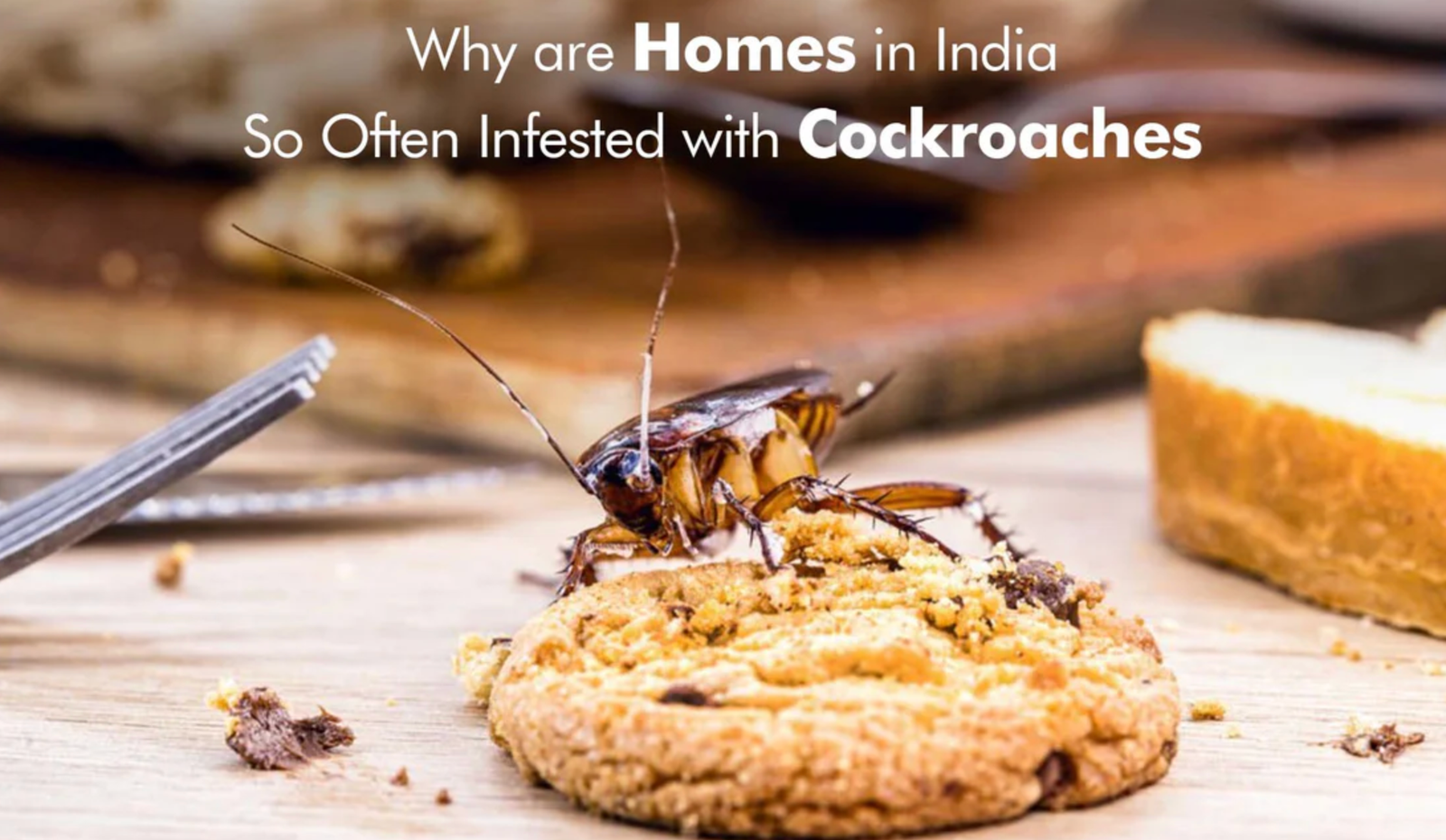 Why Cockroach Infestations Increase During Monsoon in India