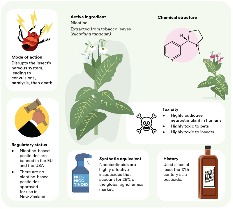 Natural Pest Control Remedies: What Works & What Is a Myth