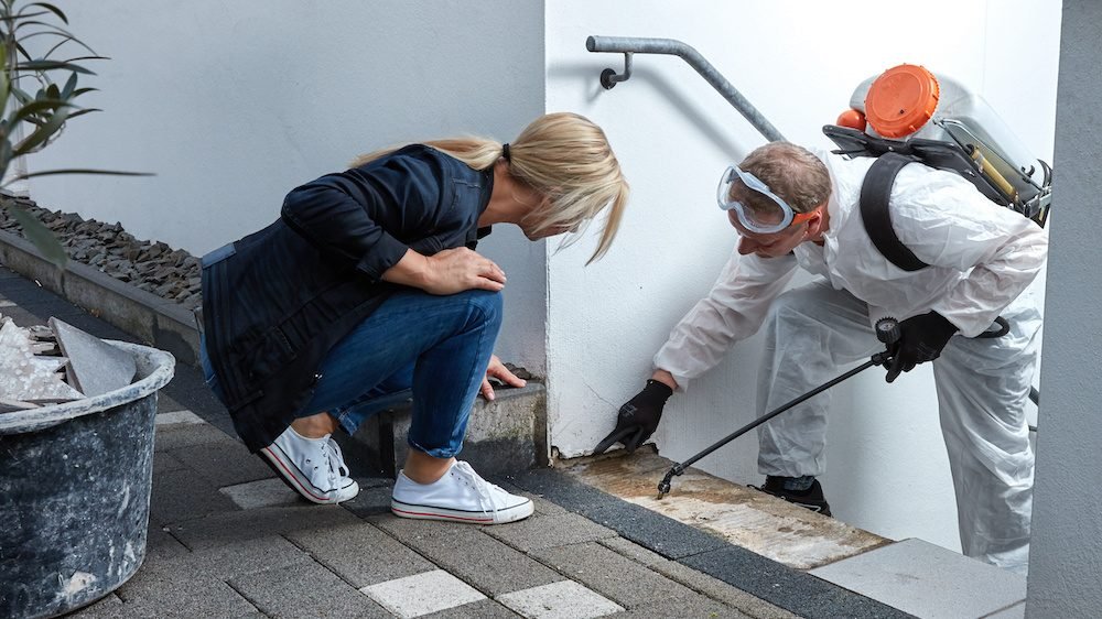 Termite Treatment Cost in India: A Detailed Price Breakdown
