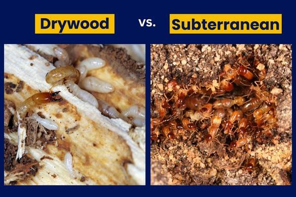 Drywood vs Subterranean Termites: How to Tell Them Apart