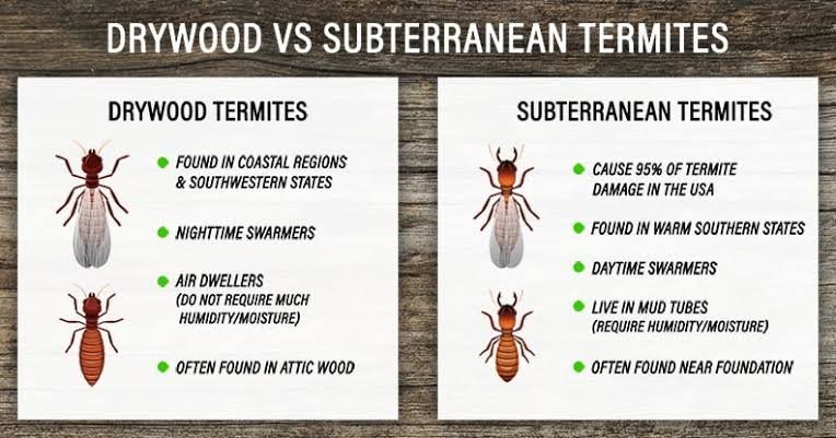 Drywood vs Subterranean Termites: How to Tell Them Apart